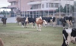 Alevlerin ulaştığı mahallede hayvanlar halı sahada korumaya alındı