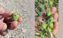 Zeytin üreticilerine sinek uyarısı