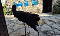 Nadir görülen karaleylek yaralı halde bulundu