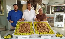 Gedikaltı'nda yeni incir sezonu sembolik alım töreniyle başladı