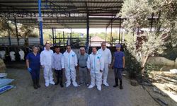Aydın’da sonbahar şap aşısı kampanyası başladı