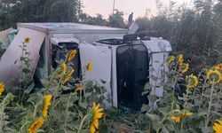 Kamyonet ayçiçeği tarlasına uçtu