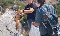 Nesli tükenme tehlikesi bulunan Altınotu sahada incelendi