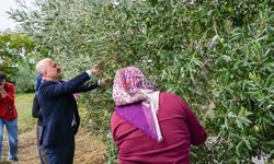 Aydın Valisi Varol, kadın çiftçilerle zeytin topladı