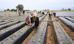 Aydın'da çilek üreticisi yeni sezon dikimlerine başladı