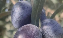 Zeytin üreticilerine zeytin sineği uyarısı