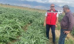 Coğrafi işaretli Gölhisar Enginarı'nda hasat için geri sayım başladı