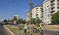Büyükşehirden Nazilli’de yeşil seferberlik