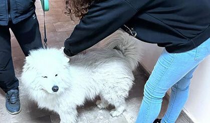 Didim'de evcil hayvanlar aşılanıyor