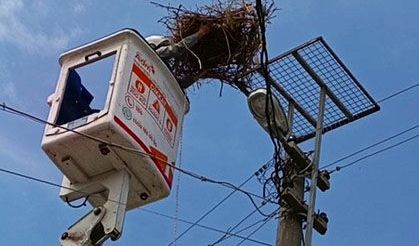Sazlı’da leylekler yeni yuvasına kavuştu