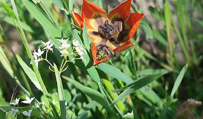 Koparmanın cezası araba parası