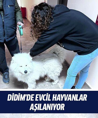 Didim'de evcil hayvanlar aşılanıyor