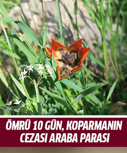 Koparmanın cezası araba parası