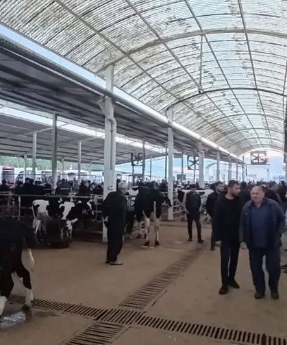 Nazilli Hayvan Pazarı’nda kaçak ve belgesiz hayvanlara geçit yok