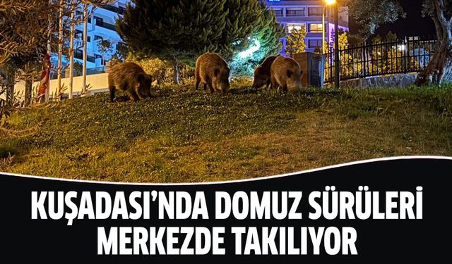 Kuşadası'nda domuz sürüleri merkezde takılıyor!