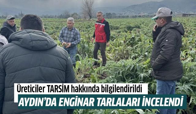 Aydın'da enginar tarlaları incelendi