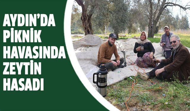 Aydın’da piknik havasında zeytin hasadı