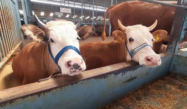 Söke'de şap karantinası kaldırıldı