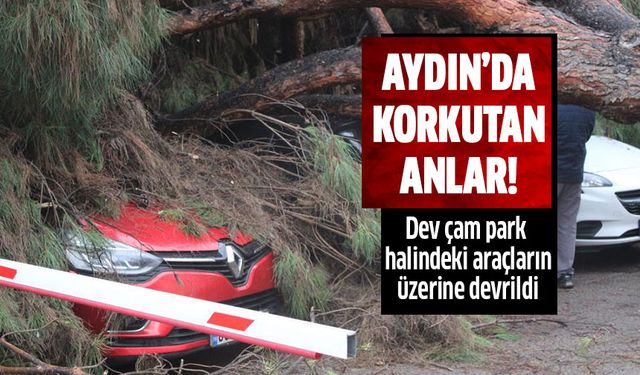 Dev ağaç park halindeki araçların üzerine devrildi