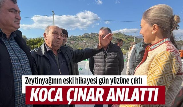 Zeytinyağının eski hikayesi gün yüzüne çıktı