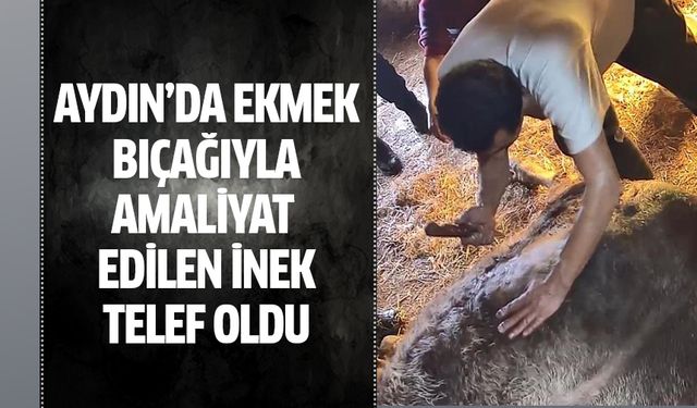Ekmek bıçağıyla ameliyat edilen inek telef oldu!