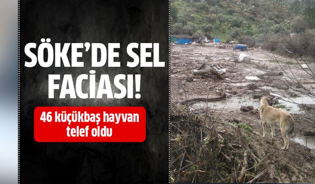Söke'de 46 küçükbaş hayvan telef oldu