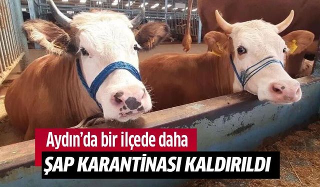 Ayın'da bir ilçede daha şap karantinası kaldırıldı!