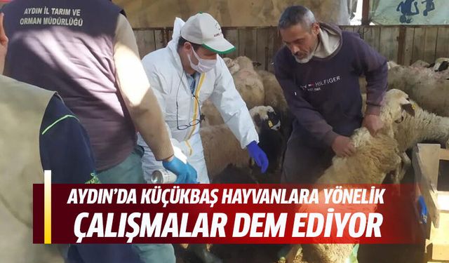 Aydın'da hayvan aşılamaları devam ediyor!