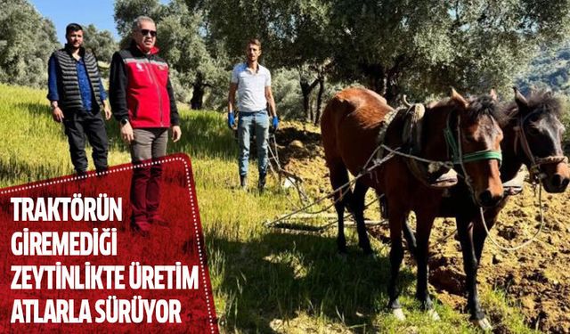 Traktörün giremediği zeytinlikte üretim atlarla sürüyor