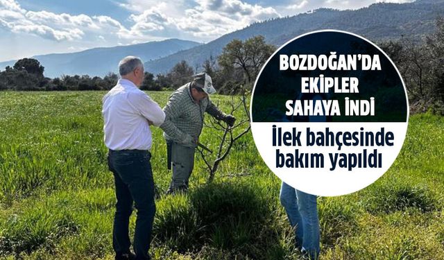 Bozdoğan'da ilekler emin ellerde!