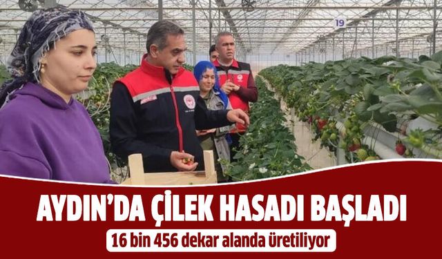 Aydın’da çilek hasadı başladı