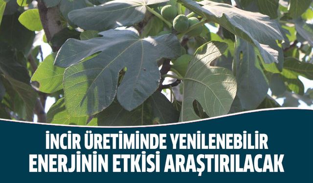 İncir üretiminde yenilenebilir enerjinin etkisi araştırılacak