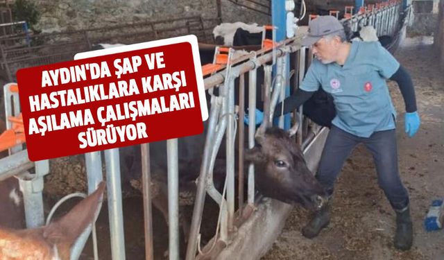 Aydın'da şap ve hastalıklara karşı aşılama çalışmaları sürüyor