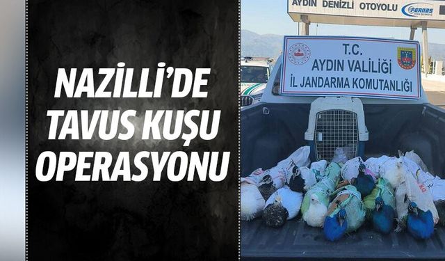Nazilli’de tavus kuşu operasyonu