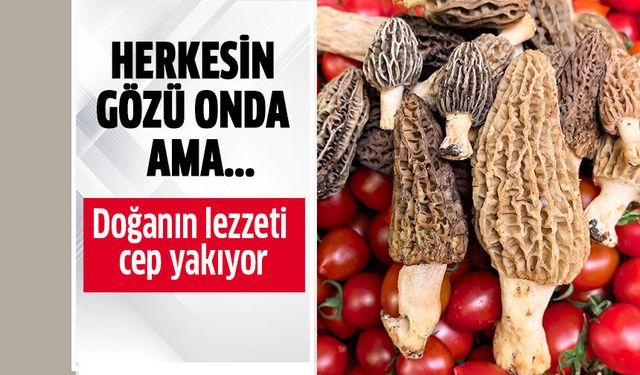 Doğanın lezzeti cep yakıyor