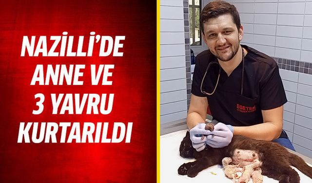 Nazilli’de anne ve 3 yavru kurtarıldı