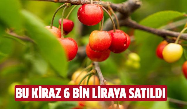 Bu kirazın kilosu 6 bin liraya satıldı!