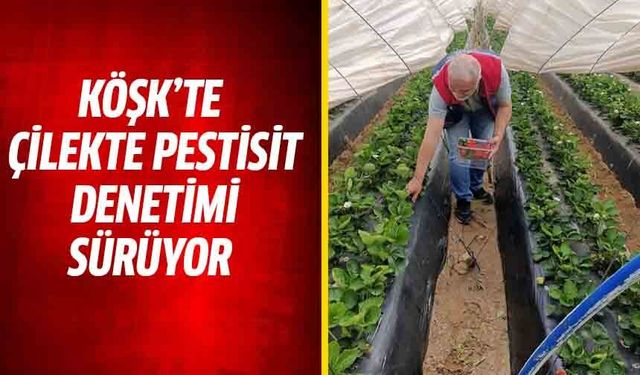 Köşk’te çilekte pestisit denetimi sürüyor