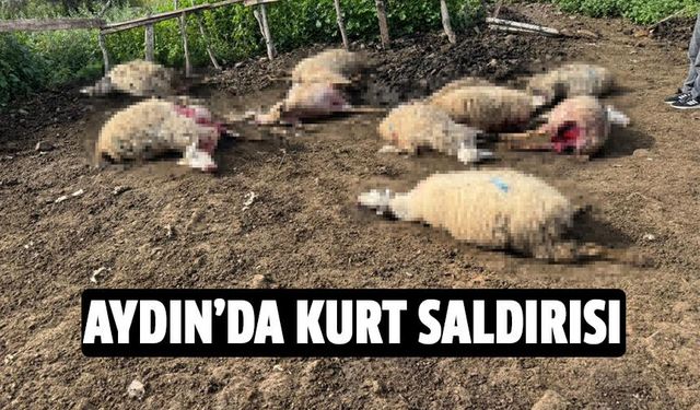Aydın'da kurt saldırısı!