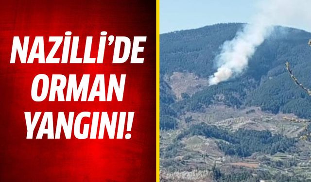 Nazilli'de orman yangını