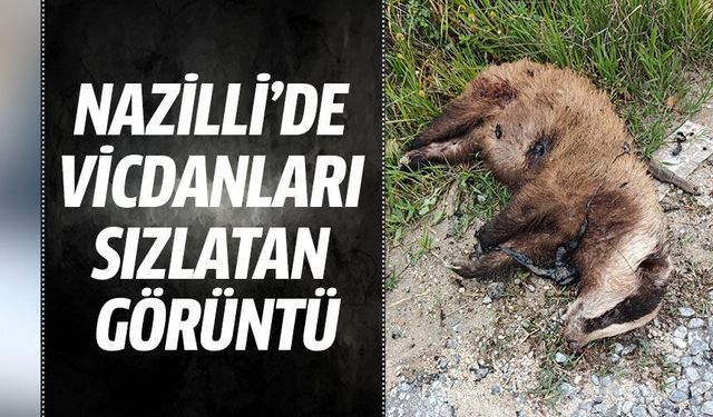 Nazilli’de vicdanları sızlatan görüntü