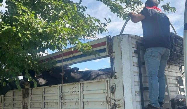 Aydın'da kurbanlık nakil yol kontrolleri yapıldı