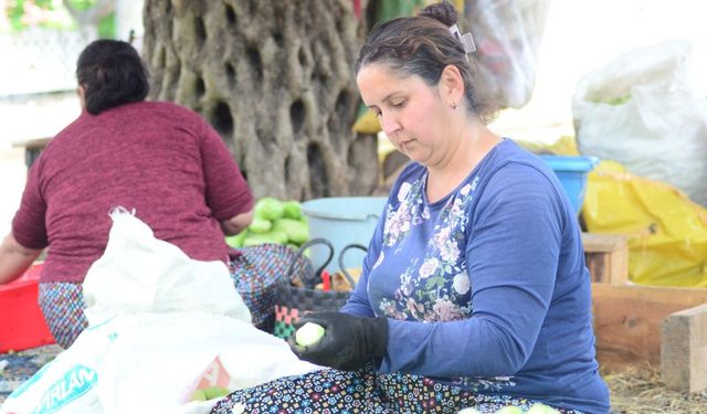 Nazilli'de kurutmalık sebze oymacılığı "bacasız fabrikaya" dönüştü