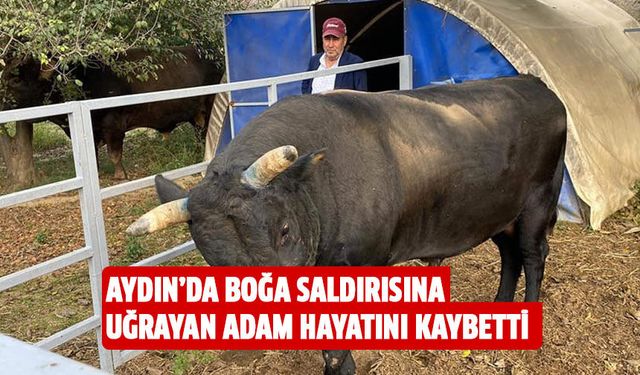 Aydın'da boğa saldırısına uğrayan adam hayatını kaybetti!