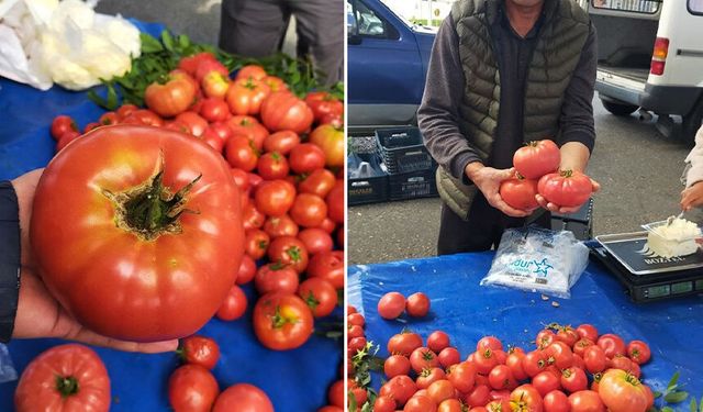 Aydın'da 850 gramlık domates pazarda ilgi gördü