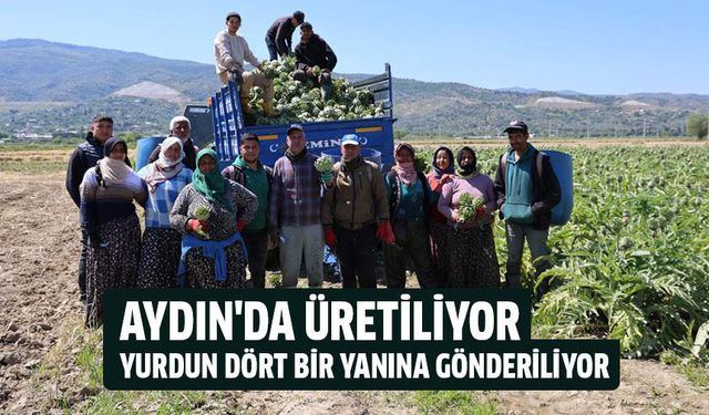 Aydın'da üretiliyor, yurdun dört bir yanına gönderiliyor