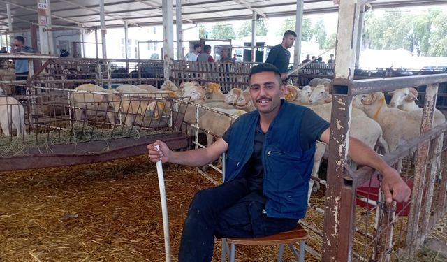 Nazilli hayvan pazarında bayram mesaisi.. Kurban pazarında kalabalık var, alıcı yok