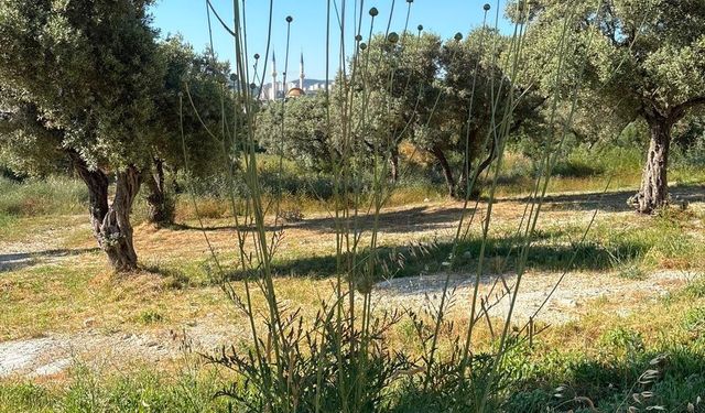 Tülüşah çiçek açtı, koparmanın cezası 699 bin lira