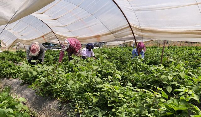 Aydın'da kavurucu sıcakta çilek mesaisi