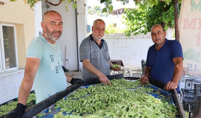 Aydın'ın bamyası Türkiye'nin dört bir yanına gönderiliyor